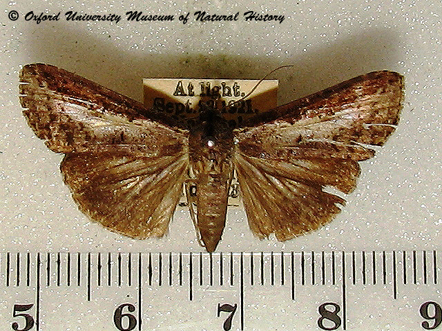 Lophoptera sp1